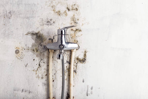 Best Same-Day Mold Removal  in Mount Carmel, IL