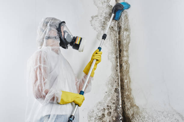 Best Home Mold Removal  in Mount Carmel, IL