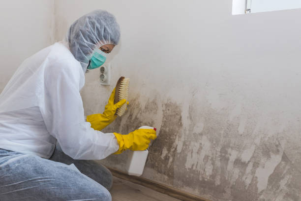 Best Professional Mold Removal  in Mount Carmel, IL