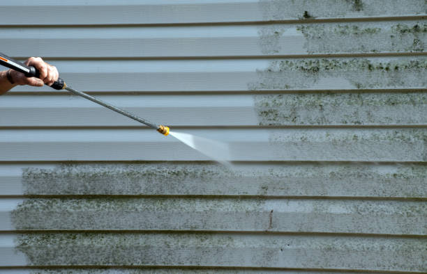 Best Toxic Mold Removal  in Mount Carmel, IL