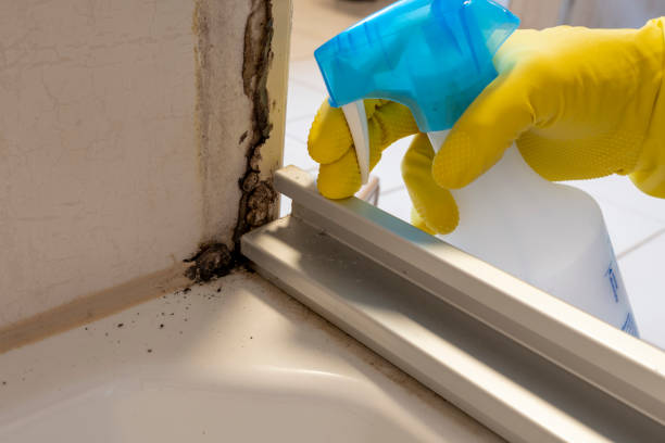 Best Crawl Space Mold Removal  in Mount Carmel, IL