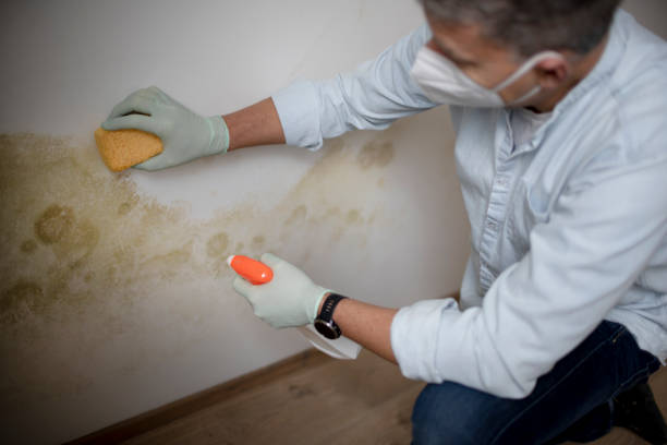 Best Local Mold Removal Service  in Mount Carmel, IL
