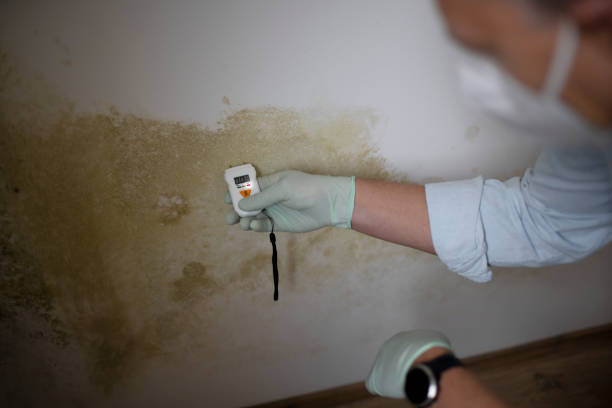 Mount Carmel, IL Mold Removal Company