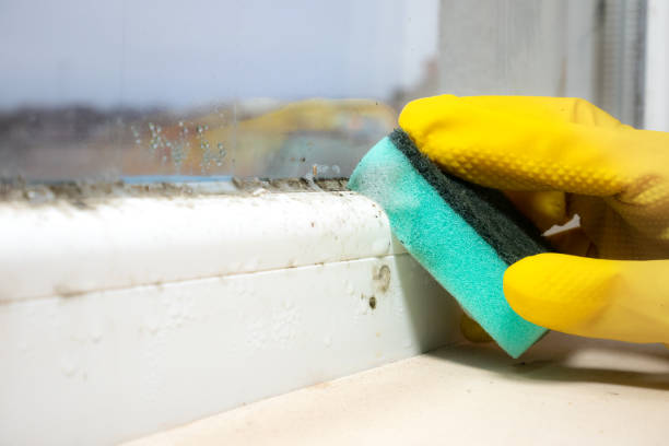 Best Mold Removal Process  in Mount Carmel, IL