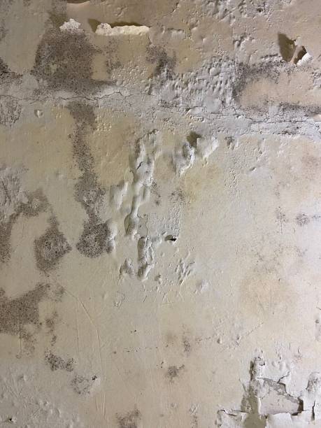 Best Mold Remediation Experts  in Mount Carmel, IL