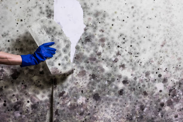 Best Best Mold Removal Companies  in Mount Carmel, IL
