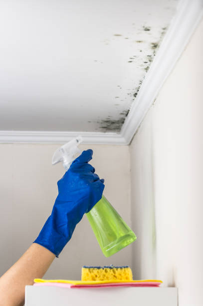 Best Certified Mold Removal  in Mount Carmel, IL