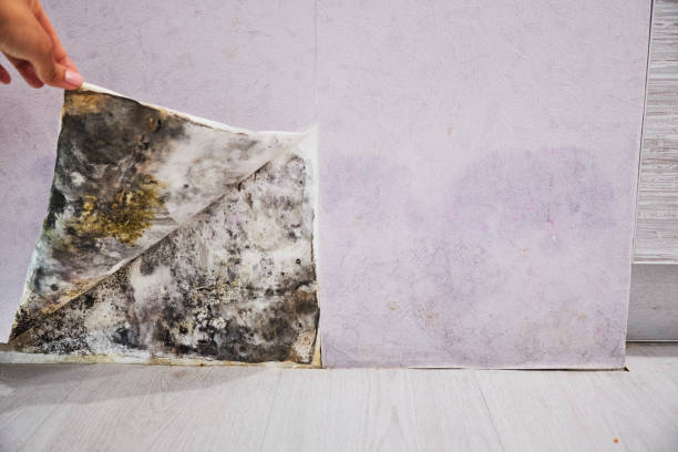 Best Water Damage Restoration  in Mount Carmel, IL